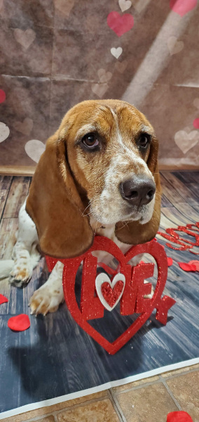 hound dog valentine picture