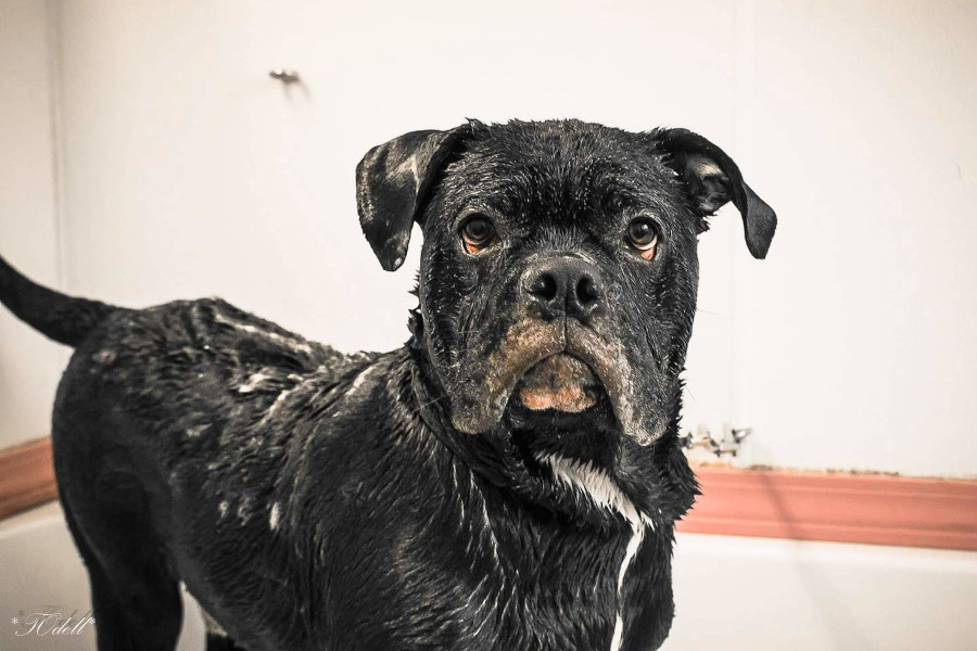 bull dog getting a bathe