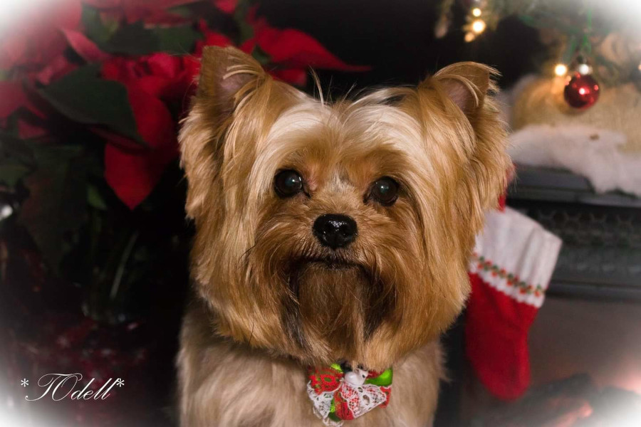 yorkie with a red bow
